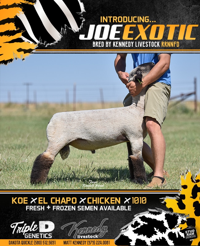 特撮 Sheep Randal Ford | Scottish Blackface Sheep (2024) | Available for Sale