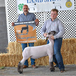 Kentucky Colonel Sheep Show - Championdrive.com