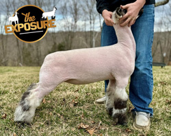 Lot-167-Casc-Pro