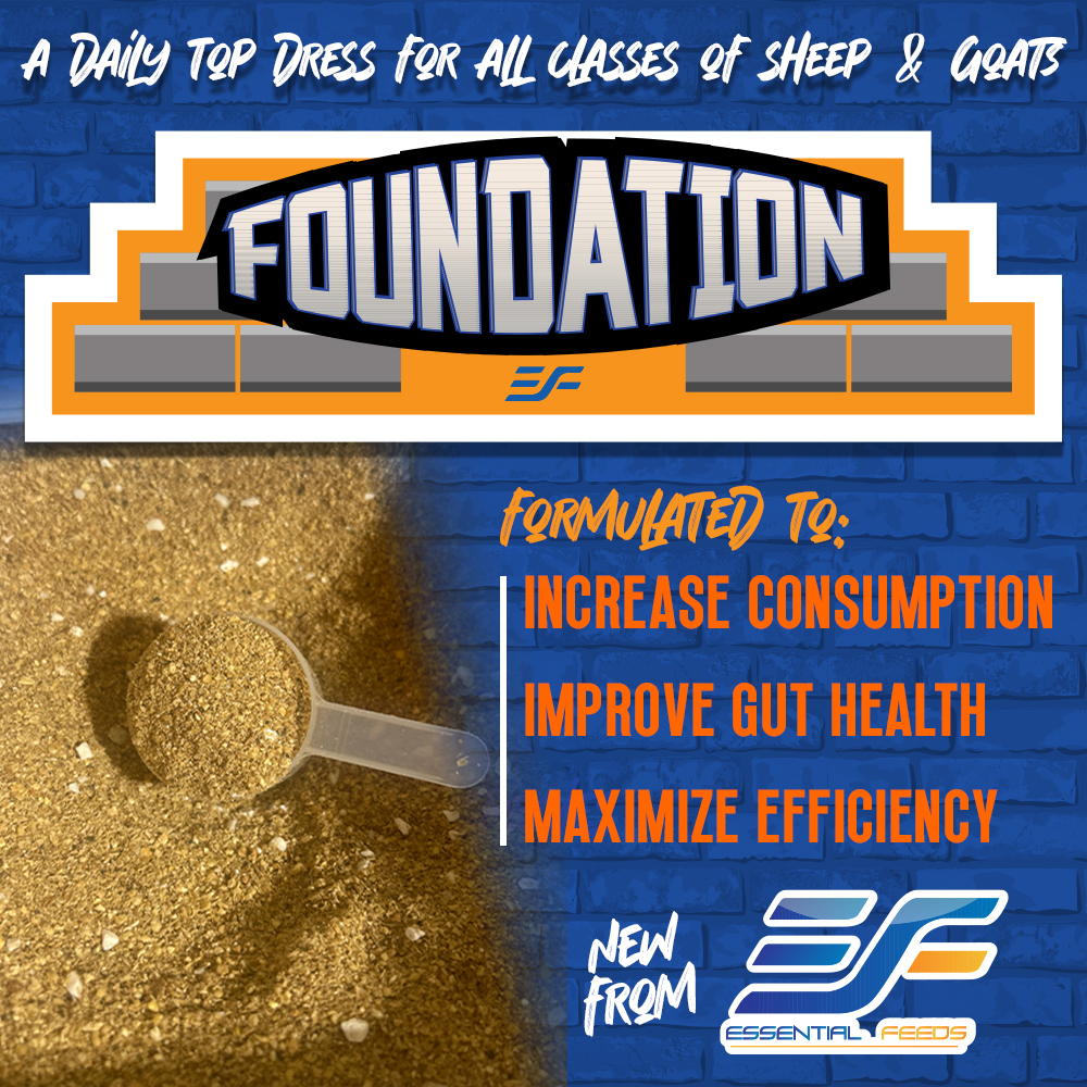 FOUNDATION