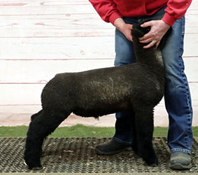 corner view LOT 2 3000