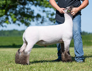 fraze LOT 1 CAPTAIN JIM 5500