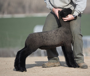 johnston LOT 10 2750