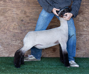 triple d LOT 16 5000