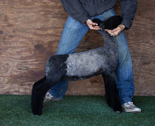 triple d lLOT 5 4000