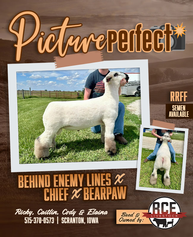 Picture Perfect