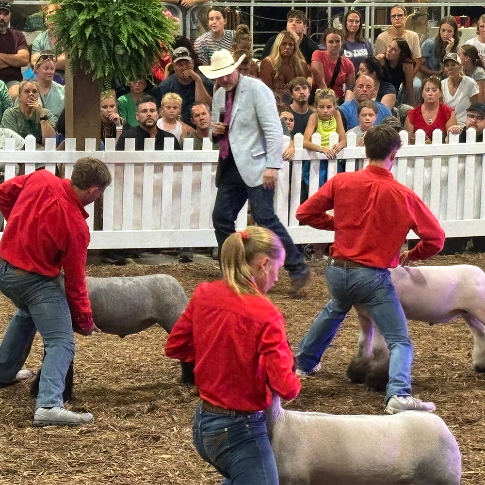 Sheep Show Awards Wild Sheep Foundation What We Do Awards Other Awards