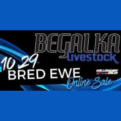 Begalka Livestock Bred Ewe Sale