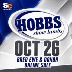 Hobbs Bred Ewe & Donor Online Sale