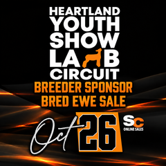 HYSLC Breeder Sponsor Bred Ewe