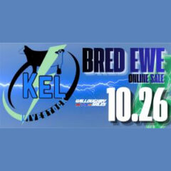 KEL Livestock Bred Ewe Sale