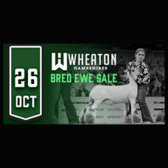 Wheaton Hampshires Bred Ewe Sale