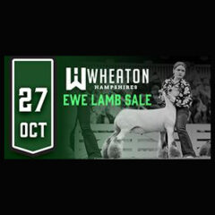 Wheaton Hampshires Ewe Lamb Sale