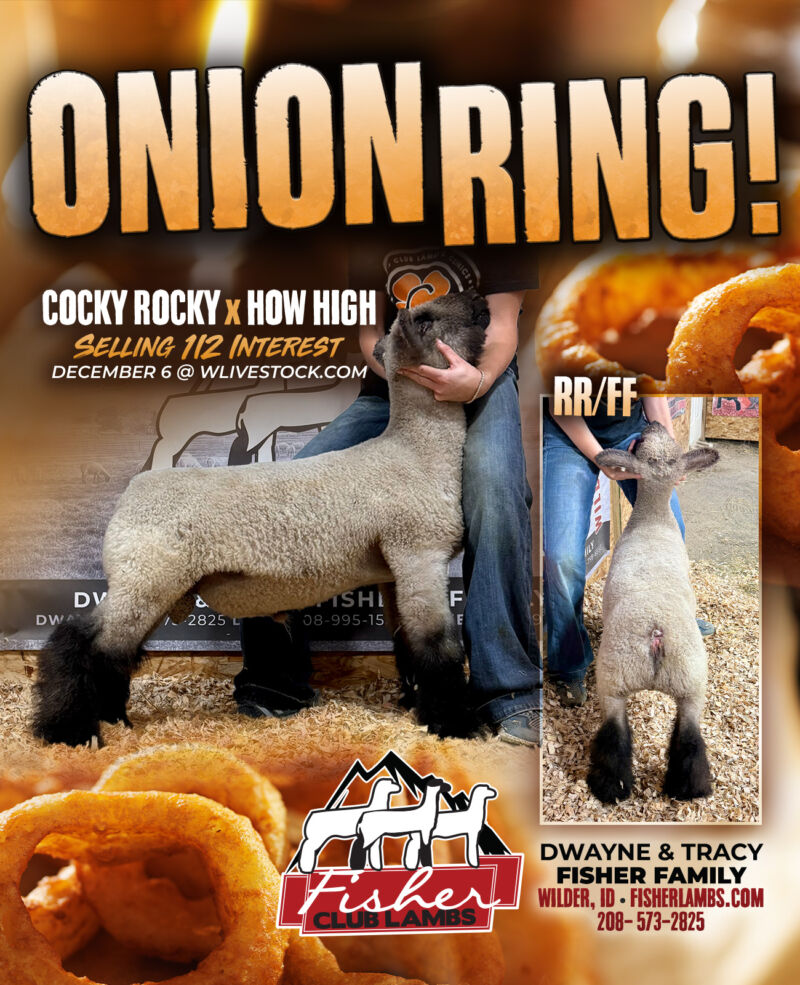 Image for the Tweet beginning: STUD RAM SHOWCASE: ONION RING!
Half-interest